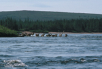 Caribous traversant la Mushuau-shipu. Les Innus les chassaient � la lance lorsqu´ils traversaient la rivi�re (photo Troy M. Gipps)